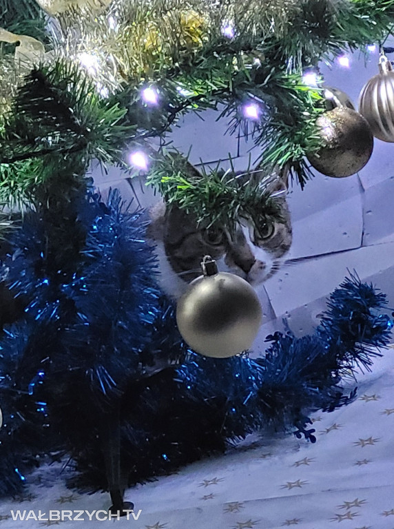 Wałbrzyszanie mają kota. Poszukaj swojego