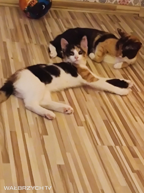 Wałbrzyszanie mają kota. Poszukaj swojego