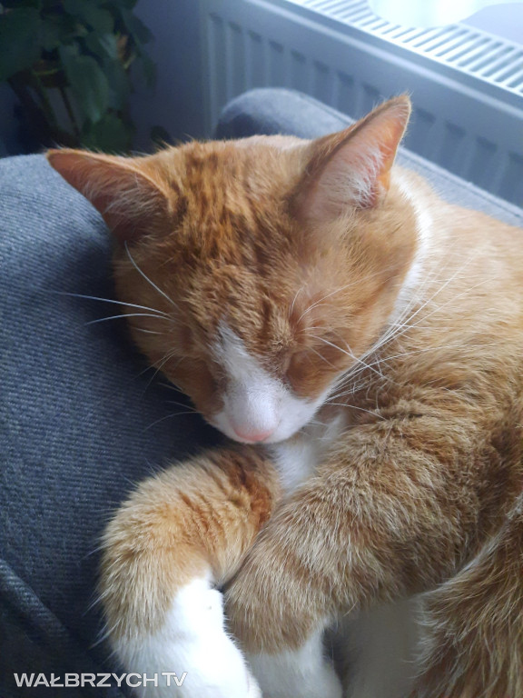 Wałbrzyszanie mają kota. Poszukaj swojego