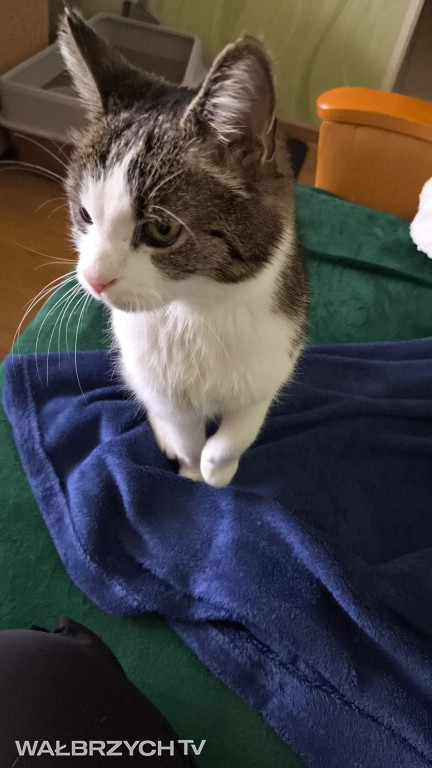Wałbrzyszanie mają kota. Poszukaj swojego