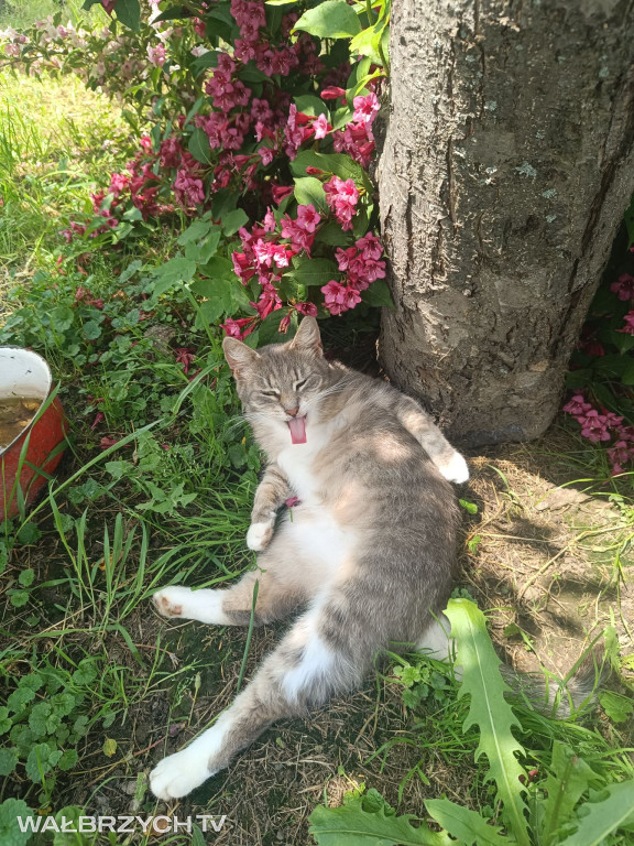 Wałbrzyszanie mają kota. Poszukaj swojego