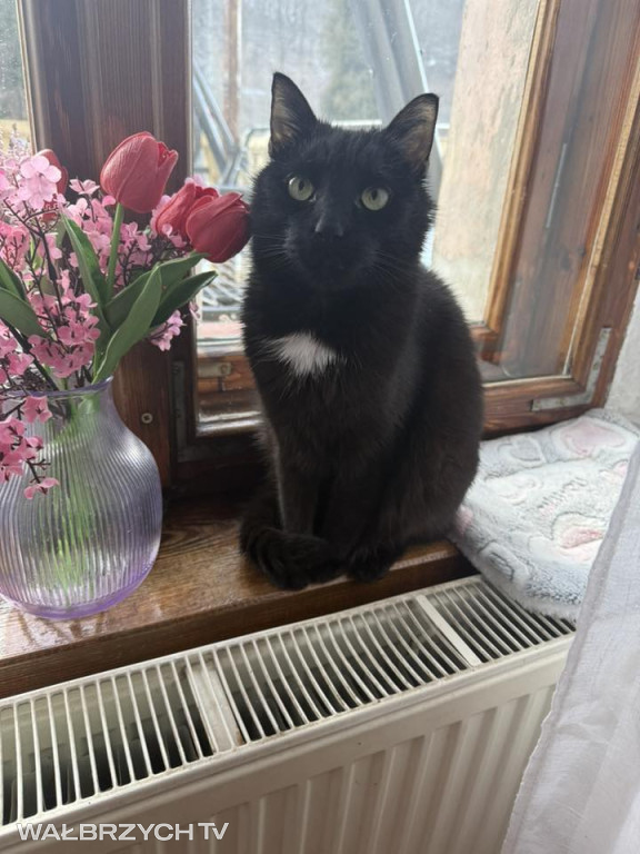 Wałbrzyszanie mają kota. Poszukaj swojego