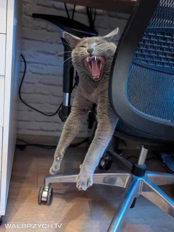 Wałbrzyszanie mają kota. Poszukaj swojego