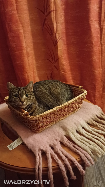 Wałbrzyszanie mają kota. Poszukaj swojego