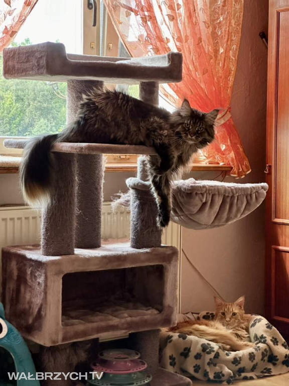 Wałbrzyszanie mają kota. Poszukaj swojego