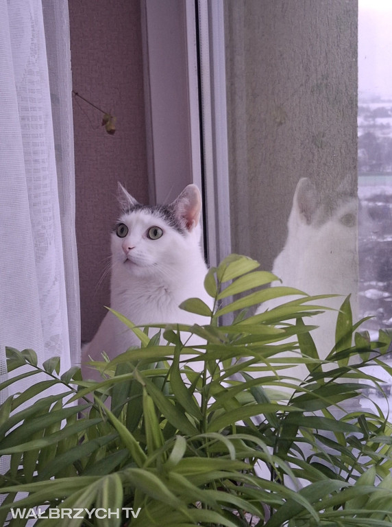 Wałbrzyszanie mają kota. Poszukaj swojego