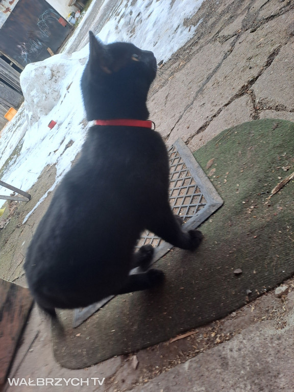 Wałbrzyszanie mają kota. Poszukaj swojego