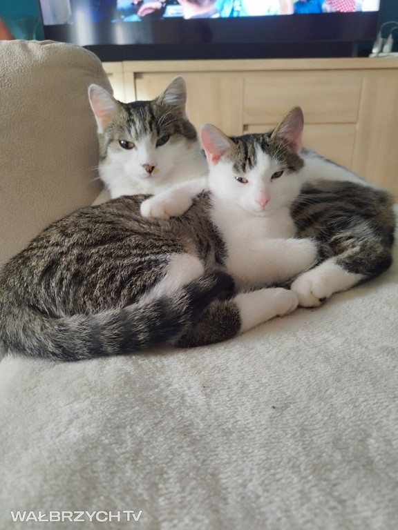 Wałbrzyszanie mają kota. Poszukaj swojego