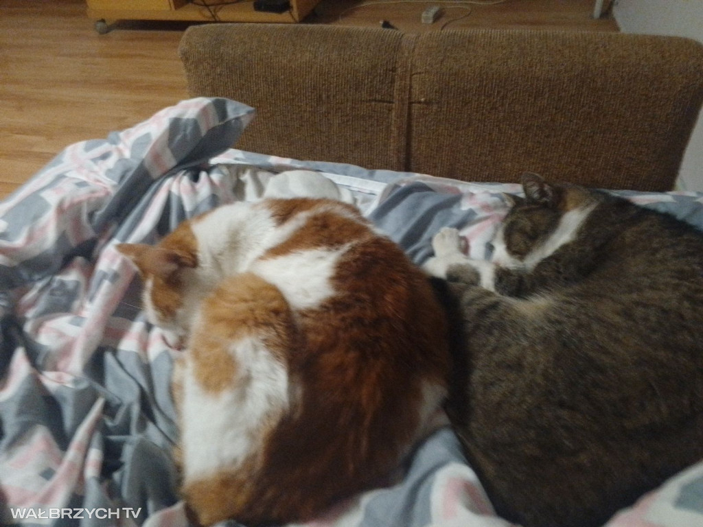 Wałbrzyszanie mają kota. Poszukaj swojego