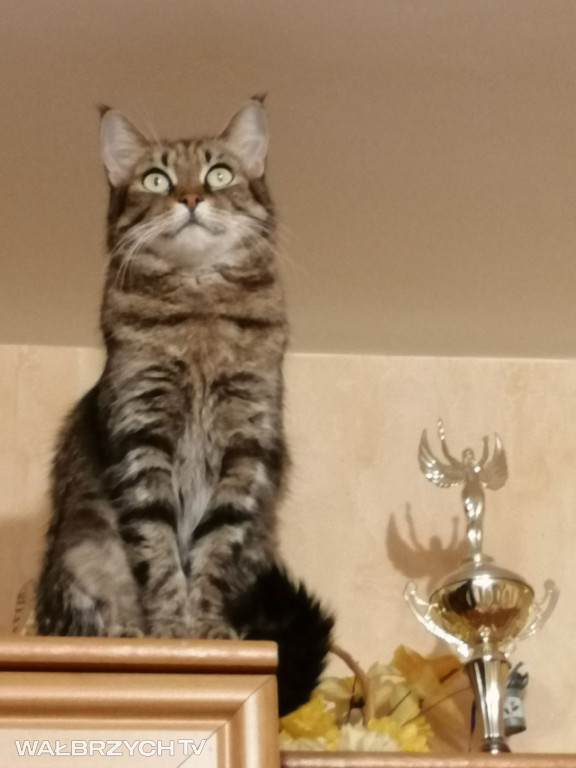 Wałbrzyszanie mają kota. Poszukaj swojego