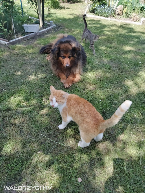 Wałbrzyszanie mają kota. Poszukaj swojego