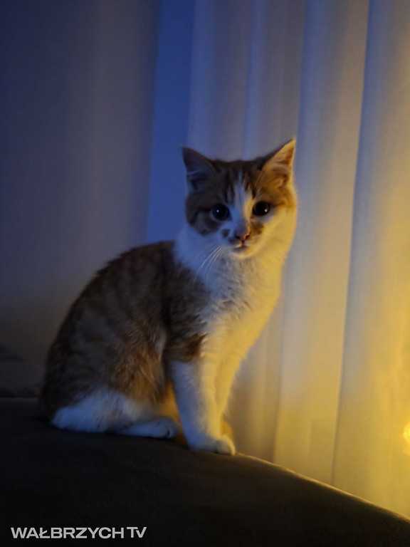 Wałbrzyszanie mają kota. Poszukaj swojego