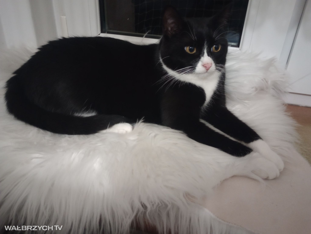 Wałbrzyszanie mają kota. Poszukaj swojego