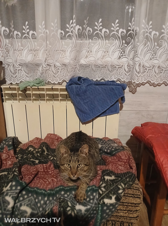 Wałbrzyszanie mają kota. Poszukaj swojego