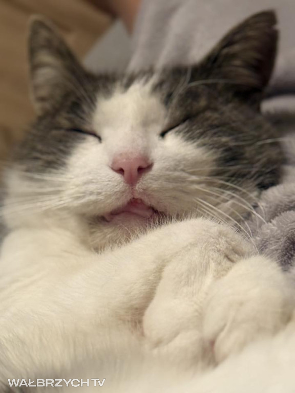 Wałbrzyszanie mają kota. Poszukaj swojego