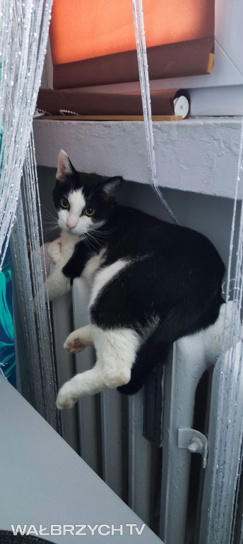 Wałbrzyszanie mają kota. Poszukaj swojego