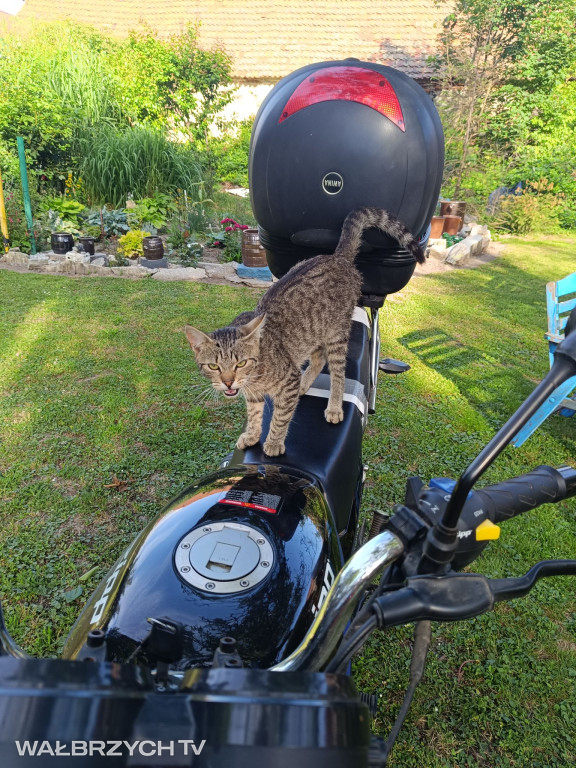 Wałbrzyszanie mają kota. Poszukaj swojego