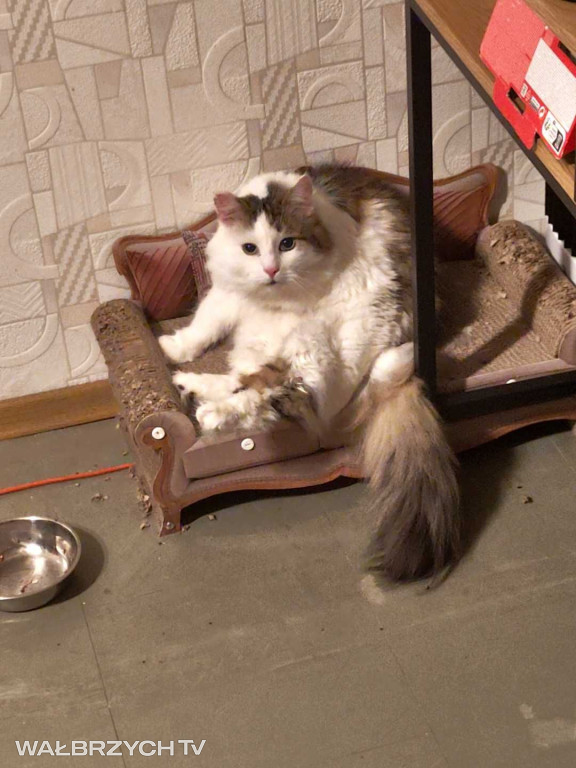 Wałbrzyszanie mają kota. Poszukaj swojego