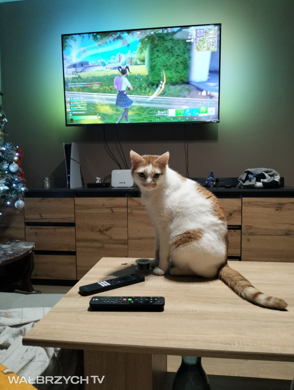 Wałbrzyszanie mają kota. Poszukaj swojego