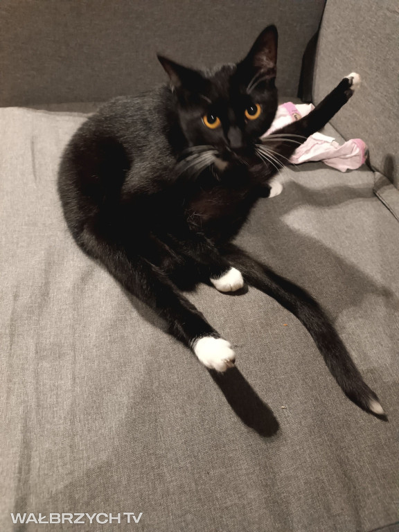 Wałbrzyszanie mają kota. Poszukaj swojego