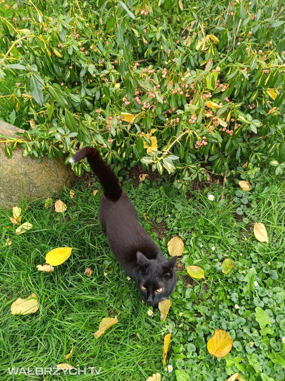 Wałbrzyszanie mają kota. Poszukaj swojego