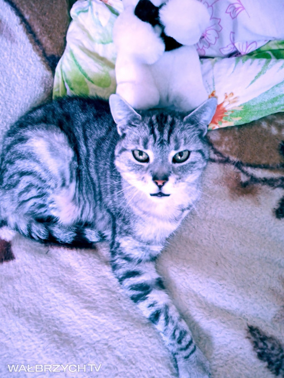 Wałbrzyszanie mają kota. Poszukaj swojego