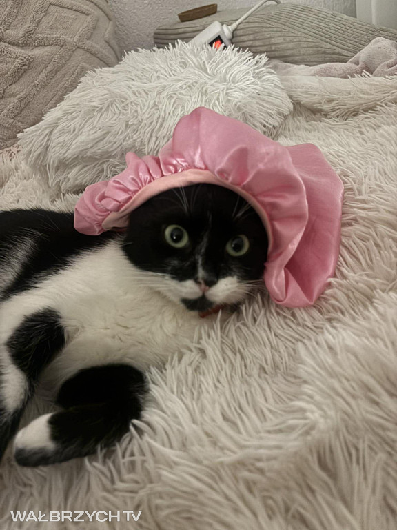 Wałbrzyszanie mają kota. Poszukaj swojego