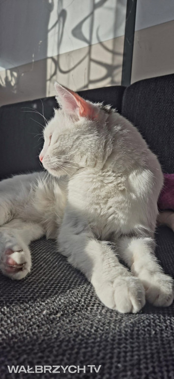 Wałbrzyszanie mają kota. Poszukaj swojego