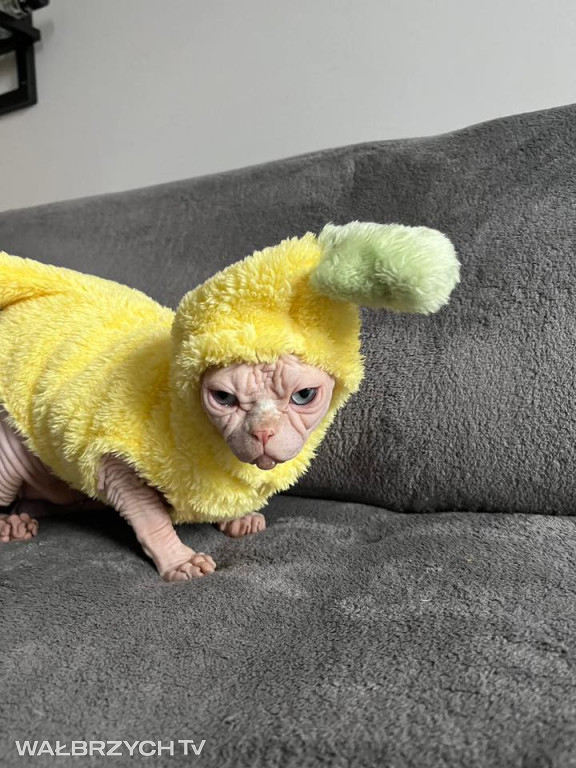 Wałbrzyszanie mają kota. Poszukaj swojego