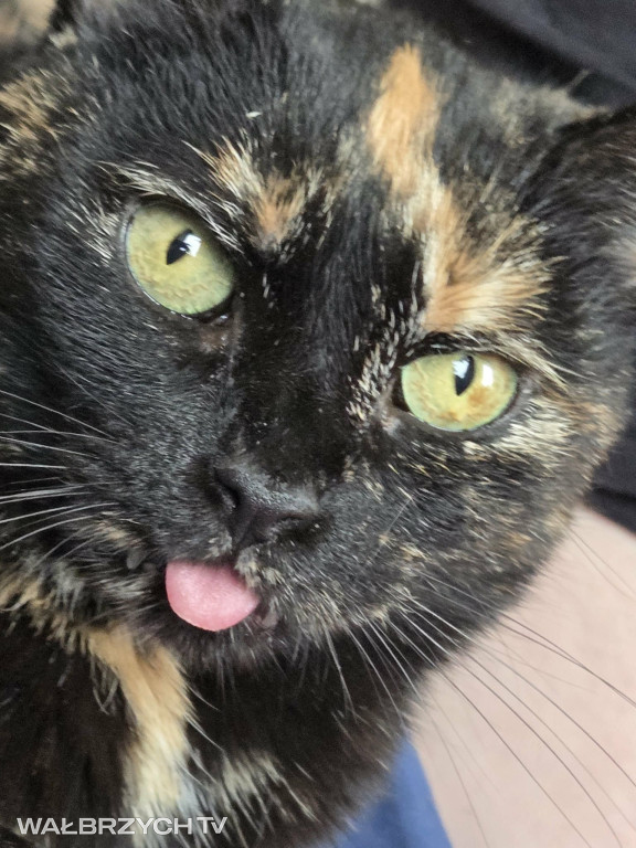 Wałbrzyszanie mają kota. Poszukaj swojego