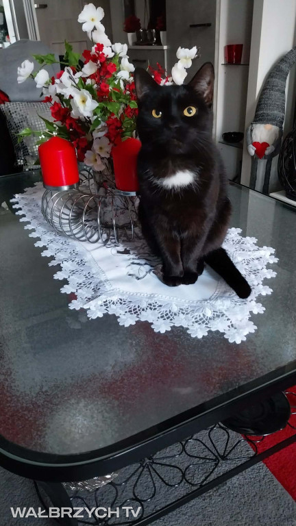 Wałbrzyszanie mają kota. Poszukaj swojego