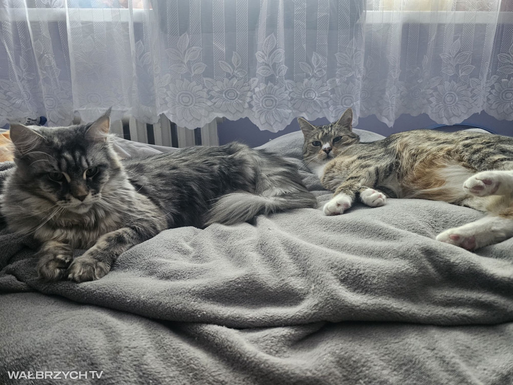 Wałbrzyszanie mają kota. Poszukaj swojego