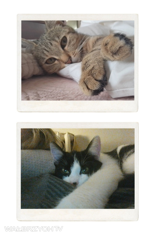 Wałbrzyszanie mają kota. Poszukaj swojego