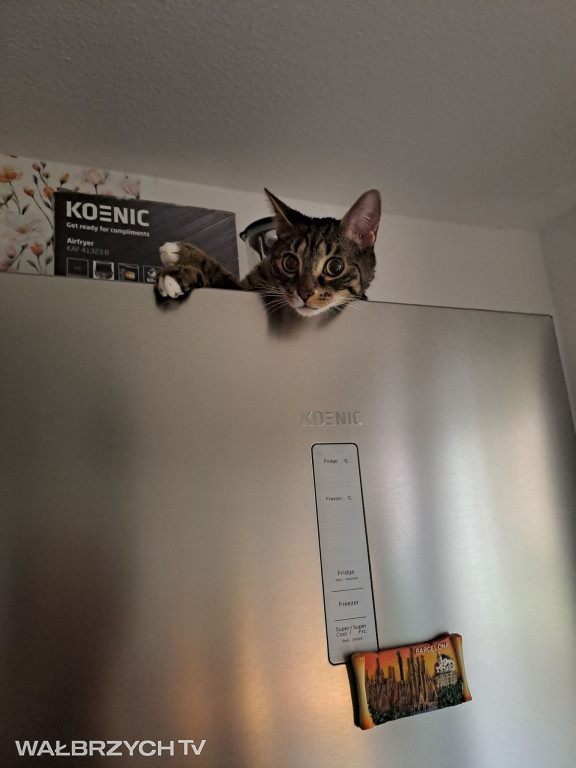 Wałbrzyszanie mają kota. Poszukaj swojego