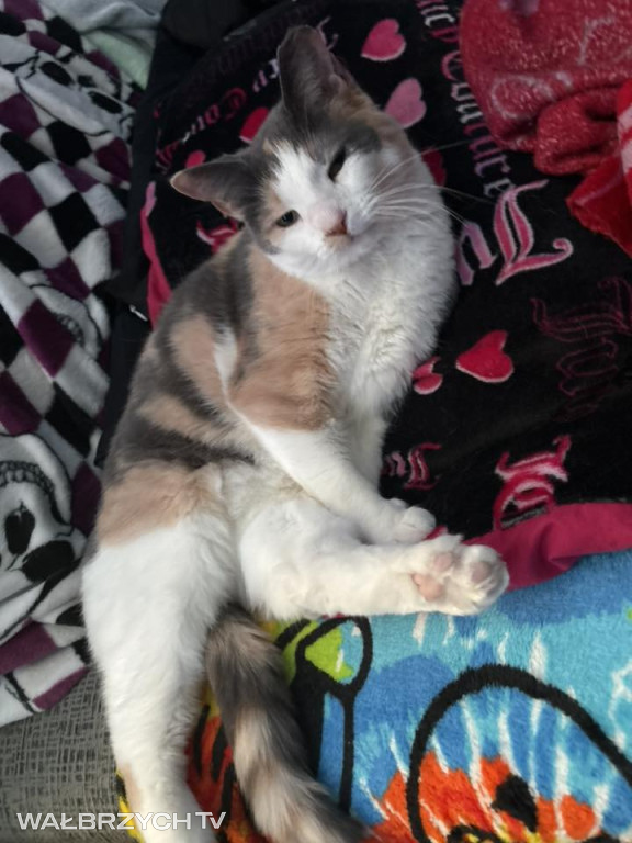 Wałbrzyszanie mają kota. Poszukaj swojego