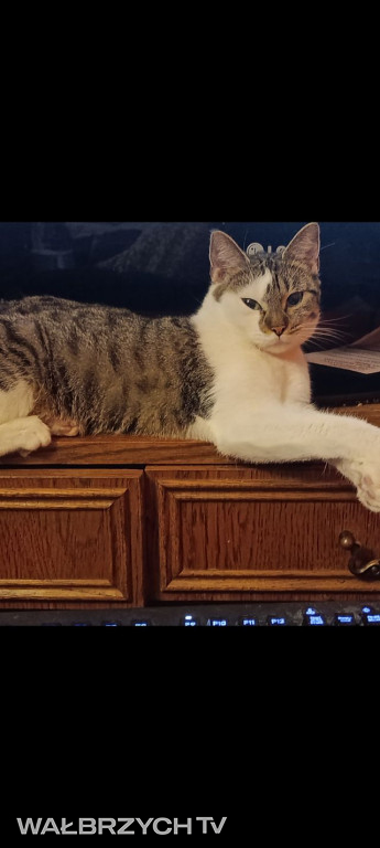 Wałbrzyszanie mają kota. Poszukaj swojego