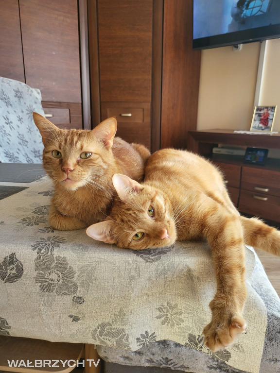 Wałbrzyszanie mają kota. Poszukaj swojego