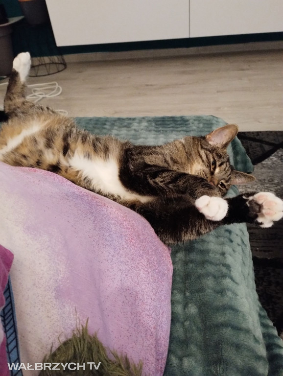 Wałbrzyszanie mają kota. Poszukaj swojego
