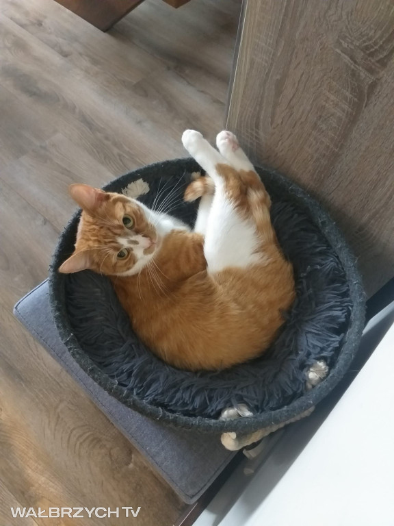 Wałbrzyszanie mają kota. Poszukaj swojego