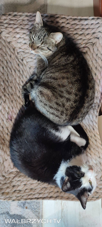 Wałbrzyszanie mają kota. Poszukaj swojego