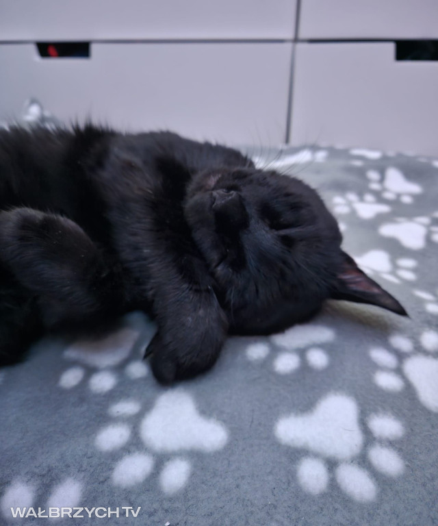 Wałbrzyszanie mają kota. Poszukaj swojego