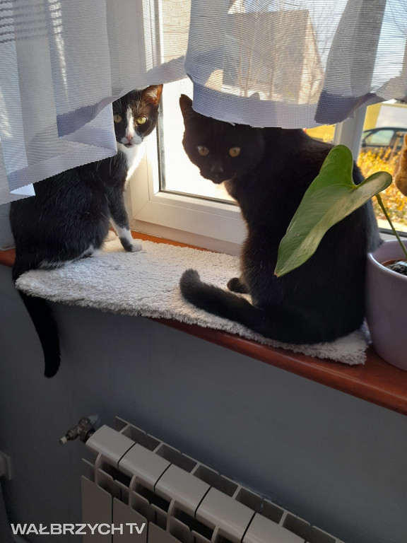 Wałbrzyszanie mają kota. Poszukaj swojego