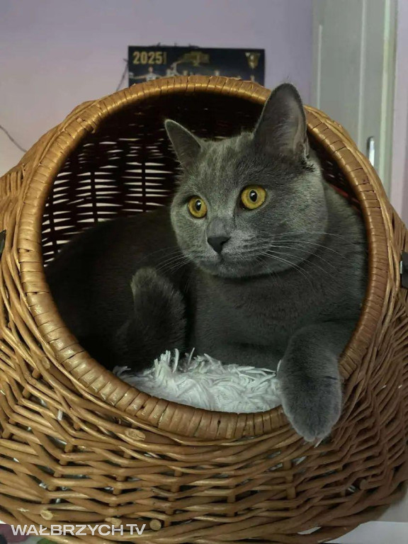 Wałbrzyszanie mają kota. Poszukaj swojego