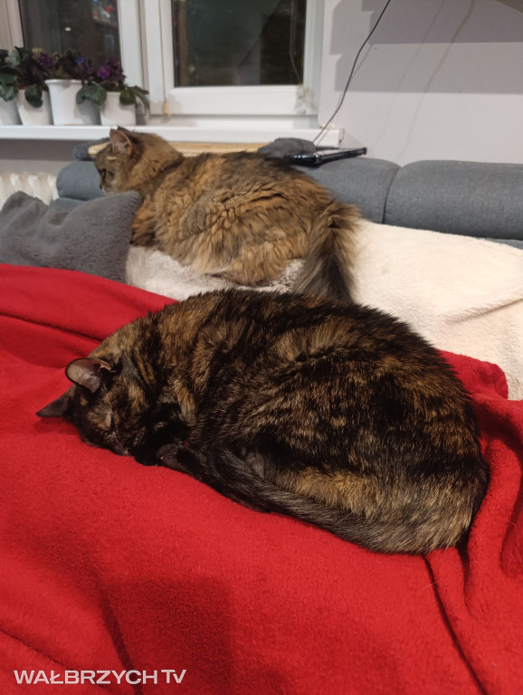 Wałbrzyszanie mają kota. Poszukaj swojego