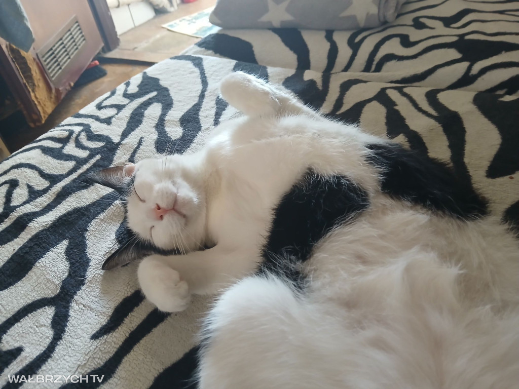 Wałbrzyszanie mają kota. Poszukaj swojego