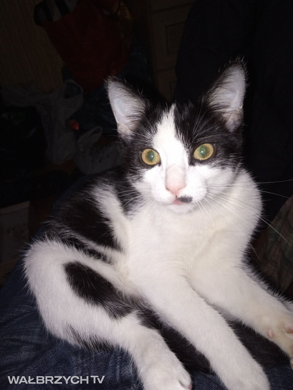 Wałbrzyszanie mają kota. Poszukaj swojego