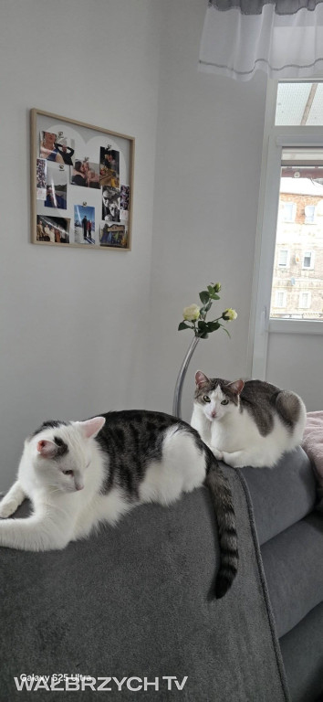 Wałbrzyszanie mają kota. Poszukaj swojego