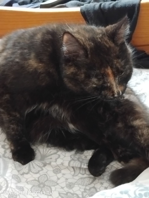 Wałbrzyszanie mają kota. Poszukaj swojego