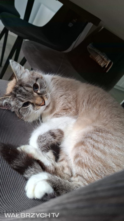 Wałbrzyszanie mają kota. Poszukaj swojego