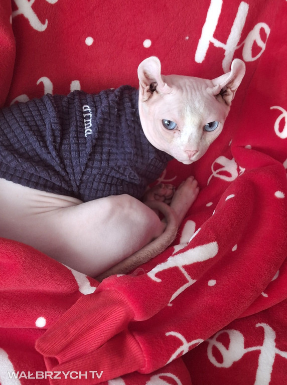 Wałbrzyszanie mają kota. Poszukaj swojego